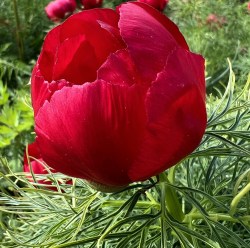 P. tenuifolia minu IMG-84245